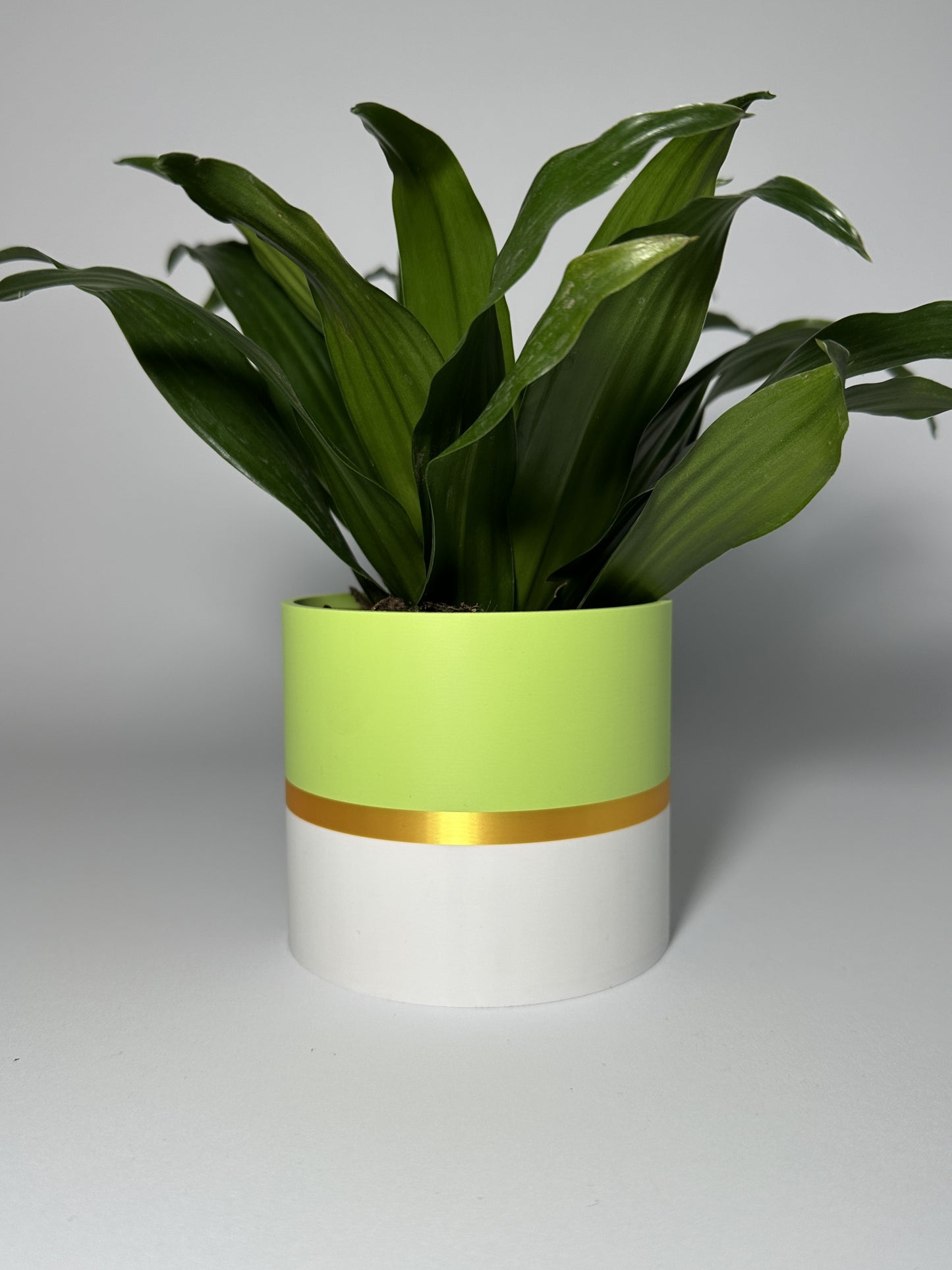Vivid Zestaw II