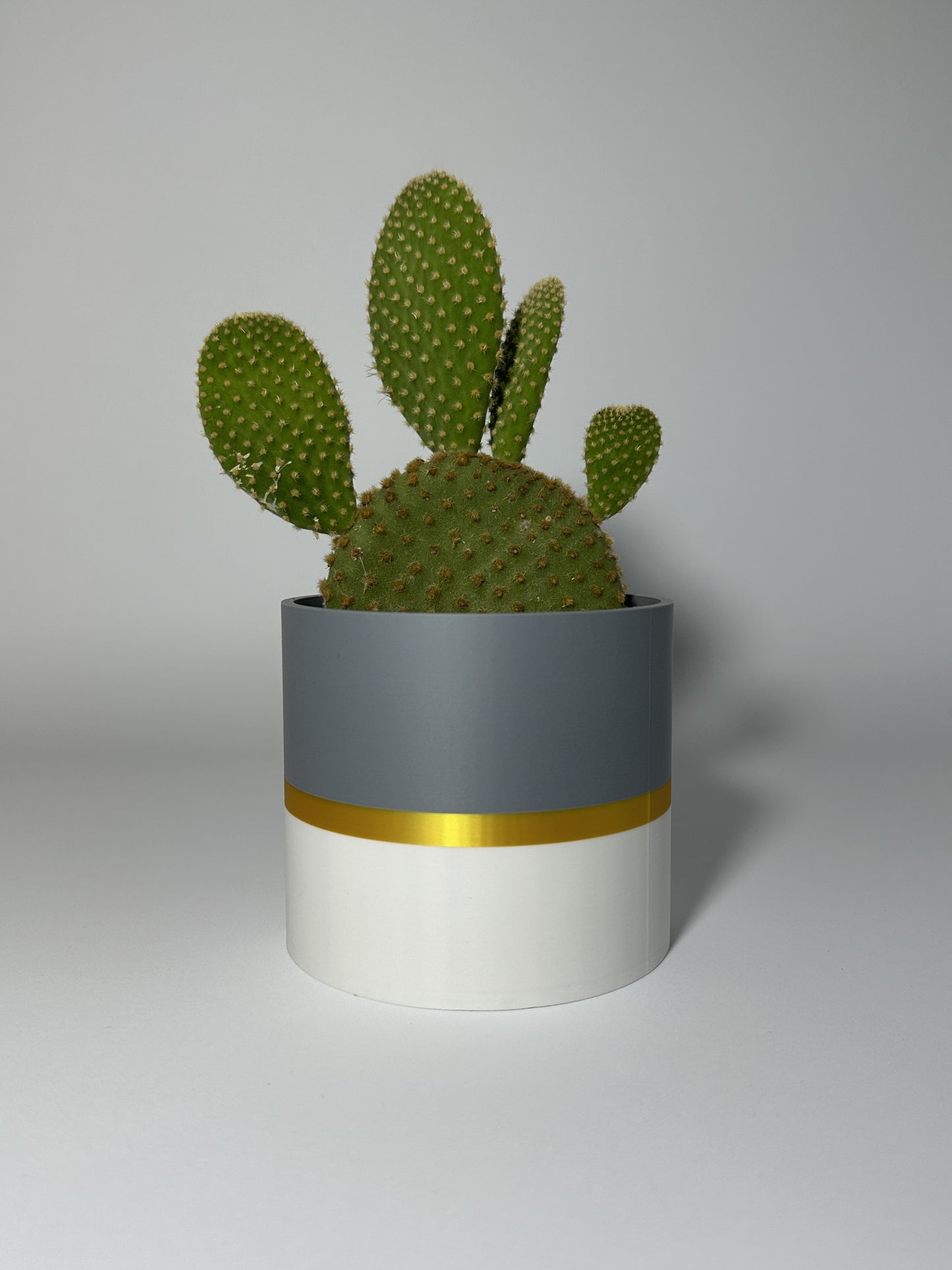 Vivid Zestaw II