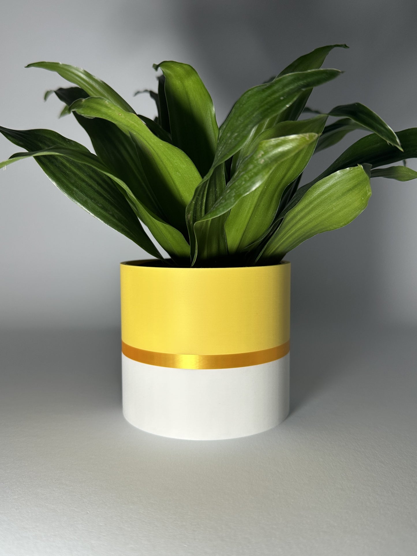 Vivid Zestaw II